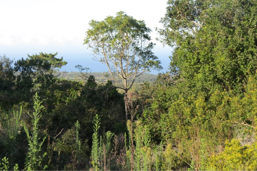 0 Bedroom Property for Sale in Chelsea Eastern Cape